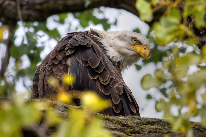 8433208_american-bald-eagle-in-hdr-high-dynamic-range