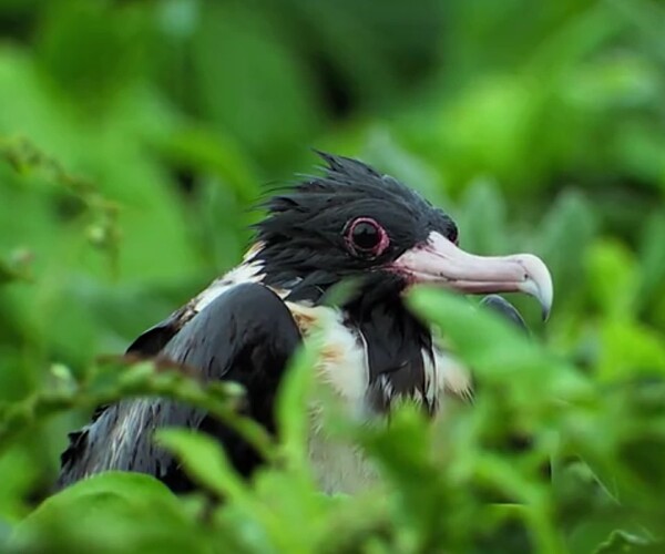 Wet Bird 2 (Better)