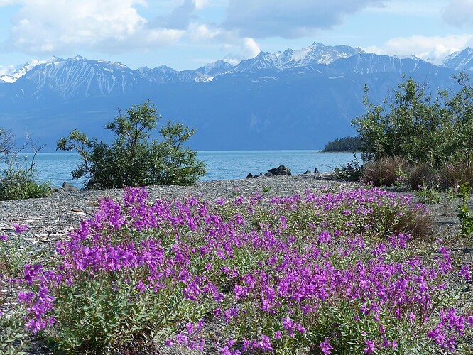 campsite at Lake Kluane5