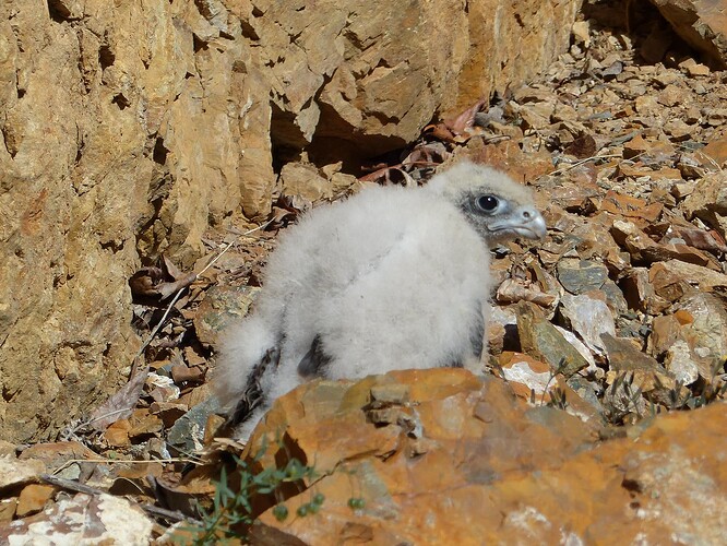 Peregrine Falcon chick - Burwash Creek51