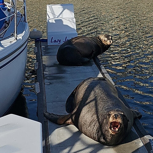 Nearby Sea Lions, 12-14-2023
