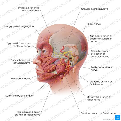 hXOgtdMaKvtqlmmhXRguw_facial-nerve-cn_english