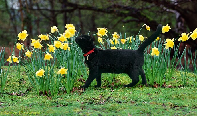 http://www.warrenphotographic.co.uk/photography/bigs/01220-Black-cat-sniffing-daffodils.jpg