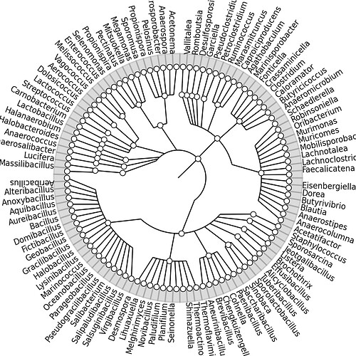Firmicutes_Tree3