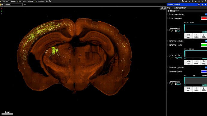 TissueCyte data visualized in Neuroglancer