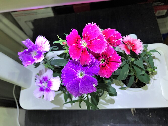 Carnation Day 49 (1)