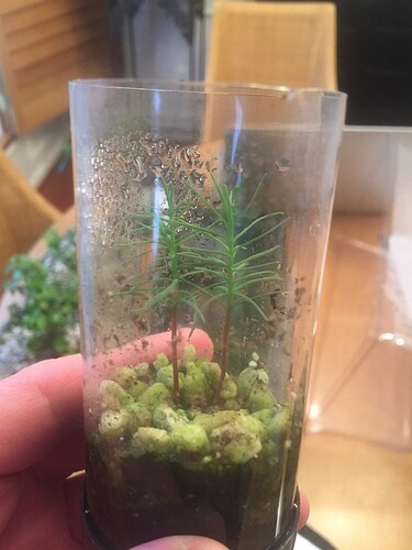 REDWOOD%20SEEDLINGS