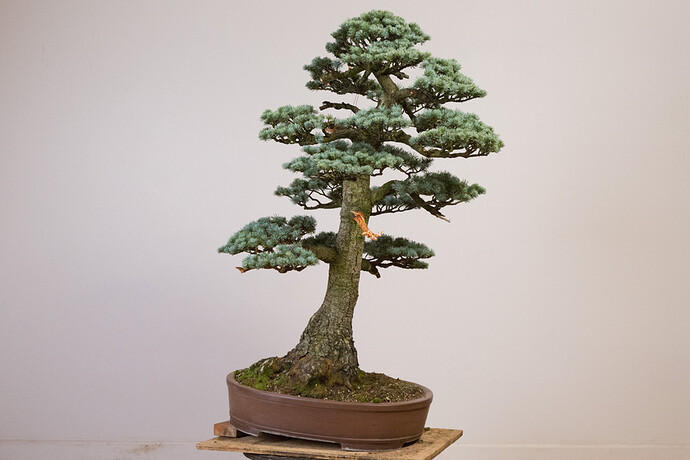 2018_Atlas_Cedar_Design_After_2-3-1