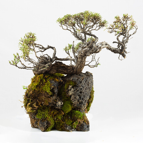 Penjing1