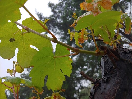 15849732701962346528119004012487