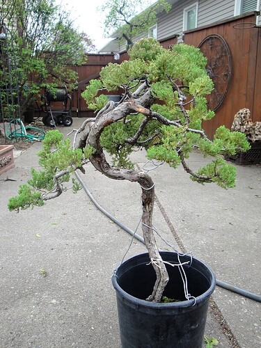 4-2017%20first%20pruning%20B
