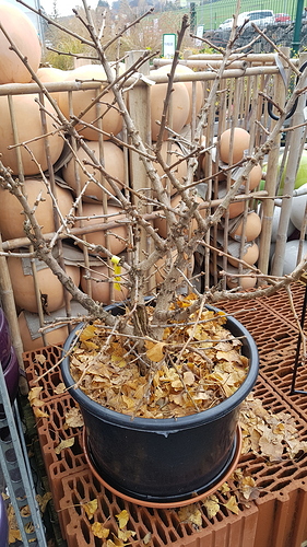 20171110_113522