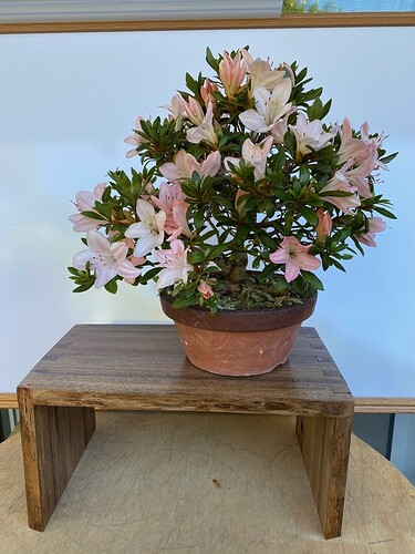 MH Azalea 'Aoi' view 2