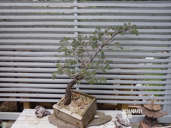 2018 yamadori