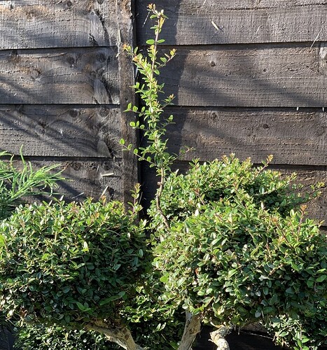 F3DF512E-75BC-44B0-9CB5-8DB68CC97CF4