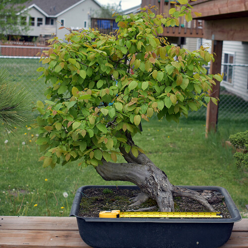 Hornbeam May 2020