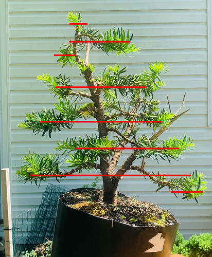 upright_yew