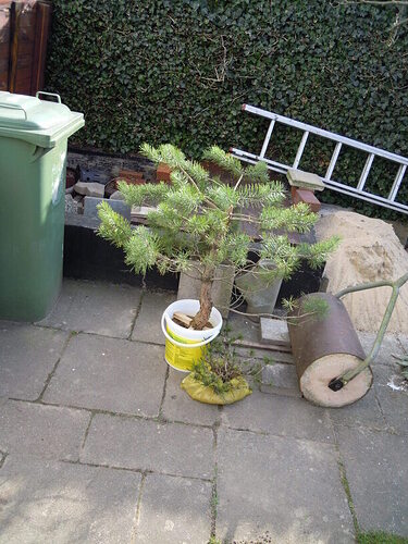 DSCN6670_collection March16