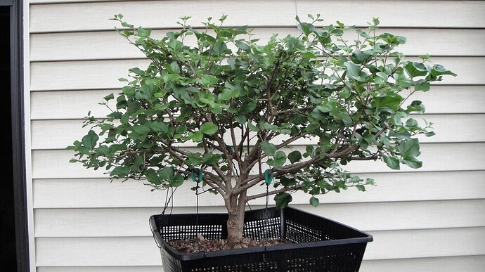 Korean%20Dwarf%20Lilac%20-752018