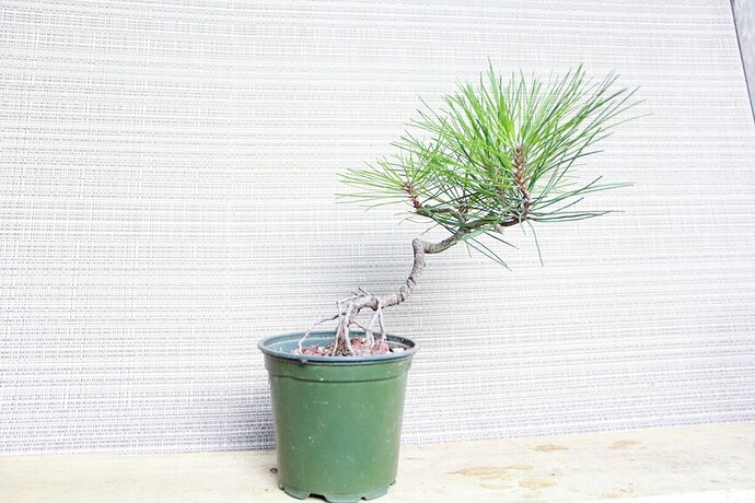 Bonsai%205