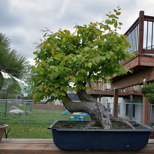 Hornbeam May 2020 c