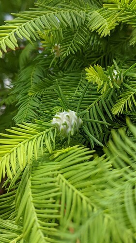 00000PORTRAIT_00000_BURST20200805124535085