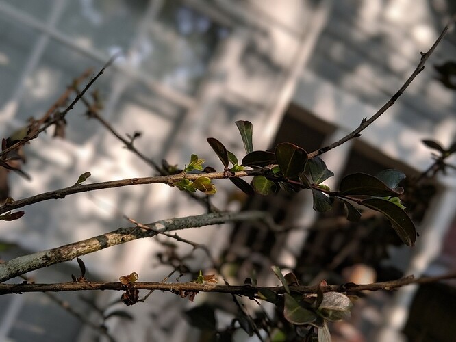 newshoots