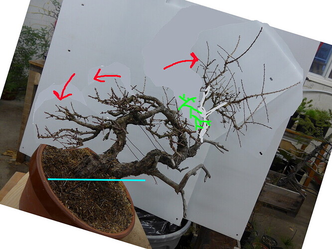 larix-20200401-lean-down-2