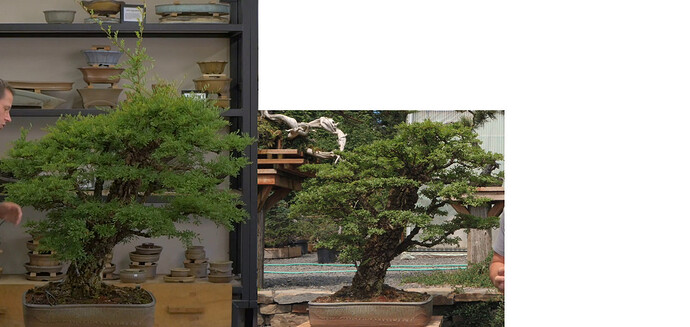 Chinese%20Elm
