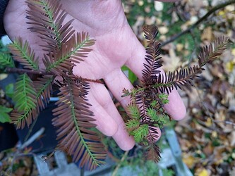 IMG_20201116_142549