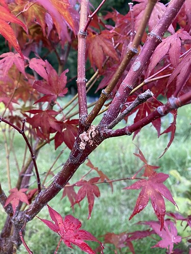 B285C45A-EEAB-43E5-8FA2-248411A92D67_1_105_c