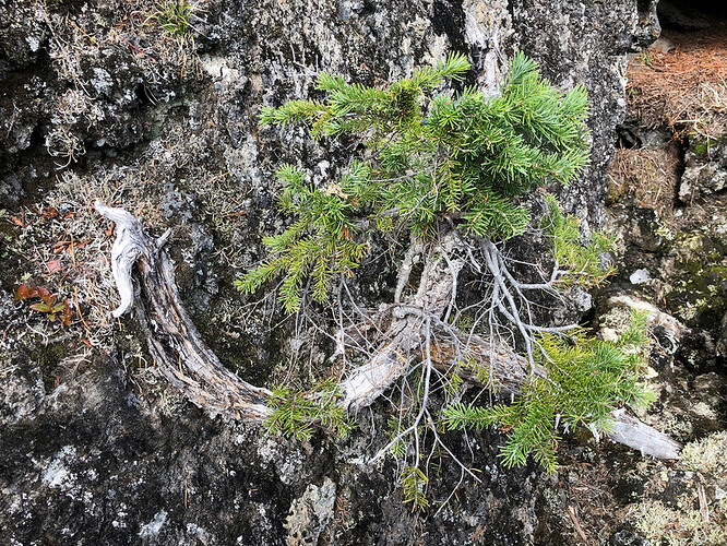 AbiesLasiocarpa2