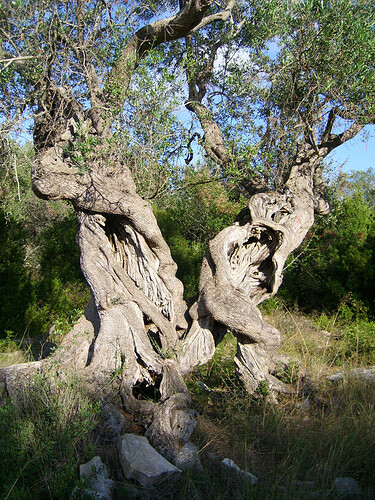 Paxos olive 2