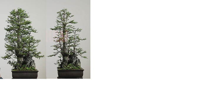 Coastal%20Redwood