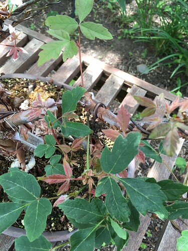 New Leaves 11Aug2020
