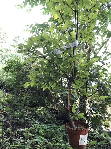 hornbeam_cut_point