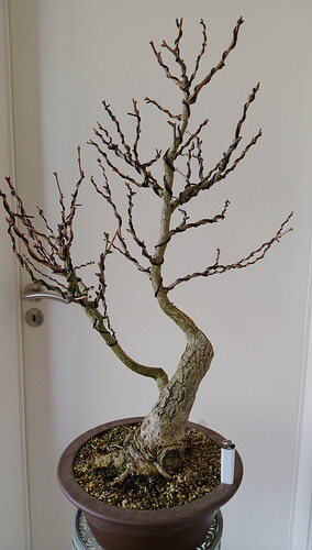 Gingko%202