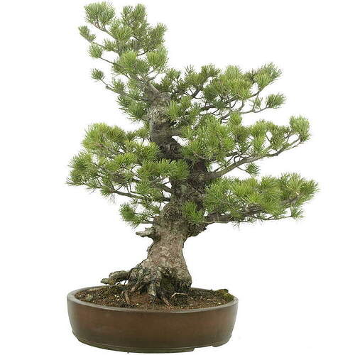 bonsai-japanische-maedchenkiefer-pinus-501051-26595