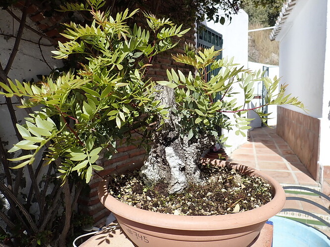 pistàcchio 】SHIN NIHON ZOKEI SNP-17 KYOTO Forest, Japanese stamp