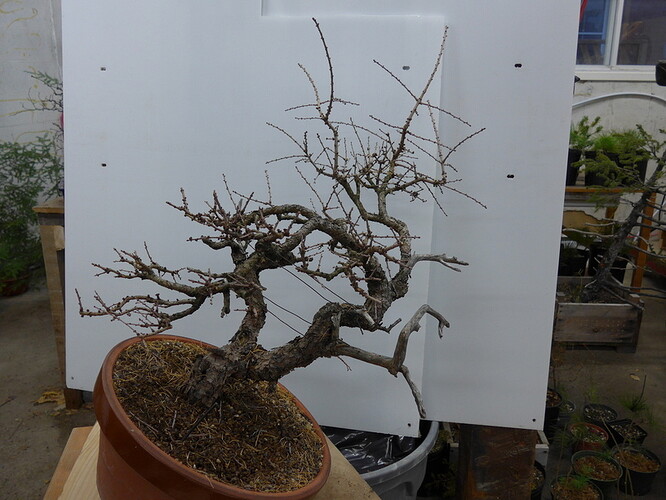 larix-20200401-lean-down