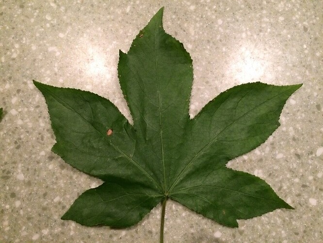 leaf%201