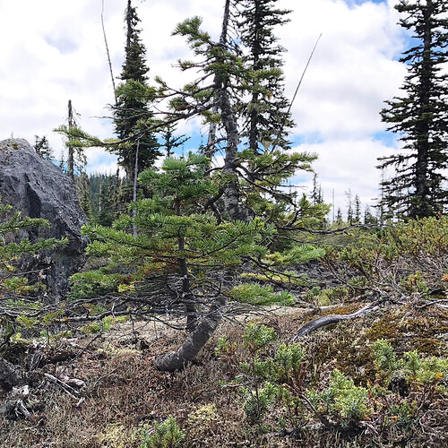 SubalpineFir1Origin