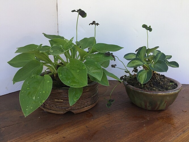 Hostas - 2005