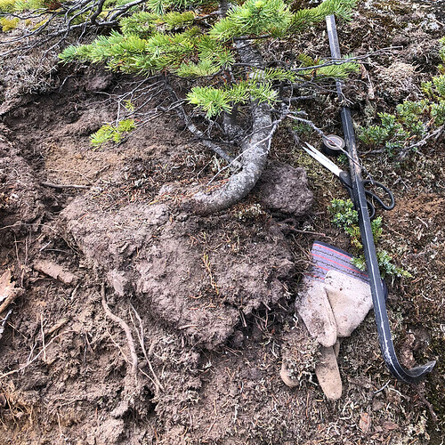 SubalpineFir1Origin2