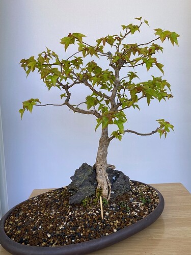 MHinden Trident maple