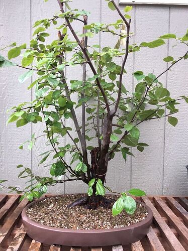 As planted 3-29-20