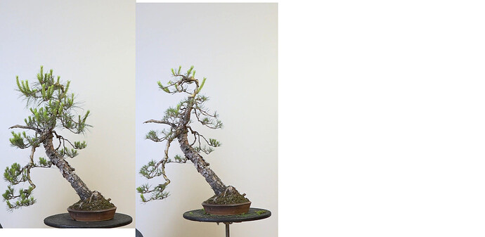Red%20Pine