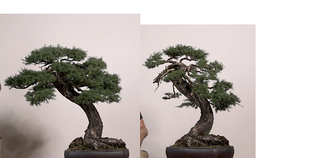 Mountain%20Hemlock