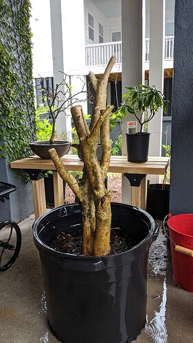 MVIMG_20200323_100721
