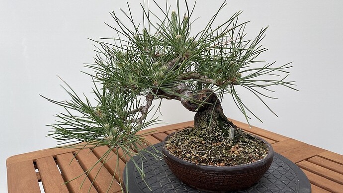 blackpine after decandling